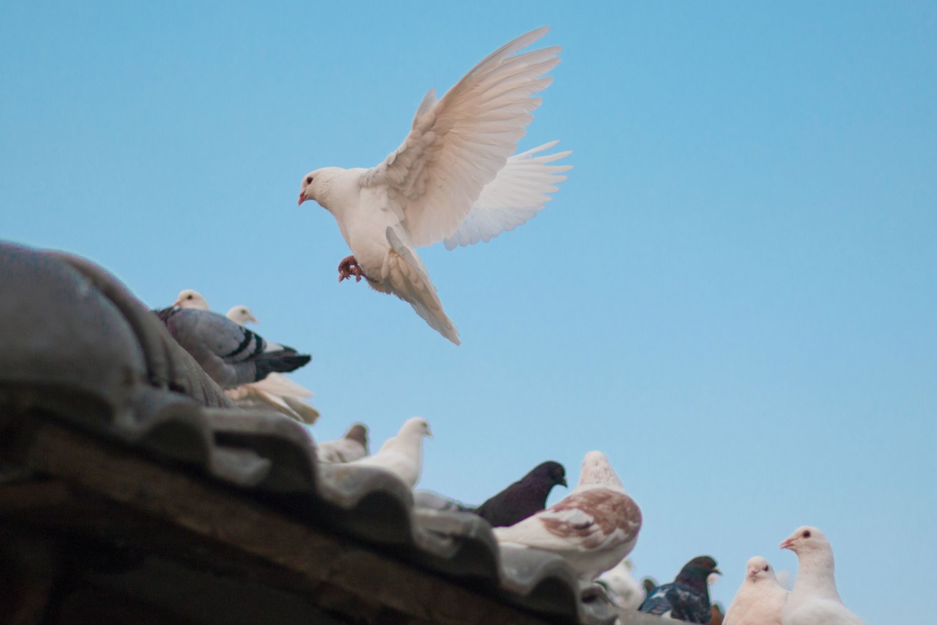 Dove flying