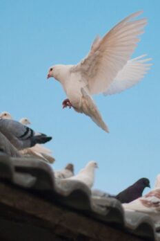 {{brizy_dc_image_alt entityId=