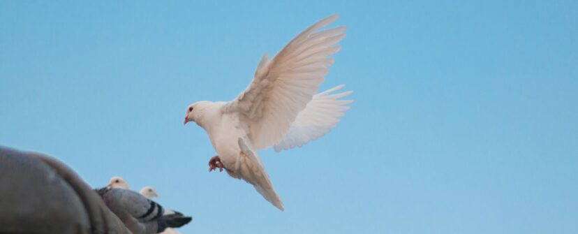 {{brizy_dc_image_alt entityId=